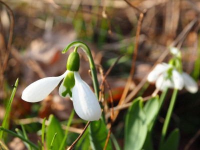 Galanthus elwesii CG P2120068.JPG
