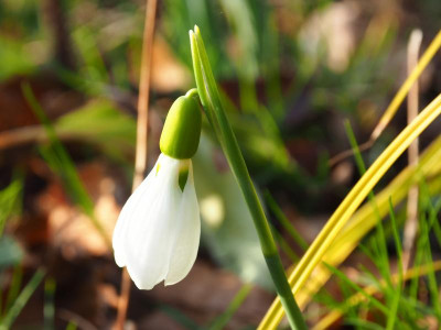 Galanthus elwesii P2120070.JPG