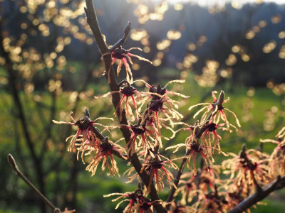 Hamamelis Strawberries and Cream P2120106.JPG