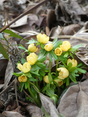 2022-02-10 Eranthis hyemalis 'Schwefelglanz'.jpg