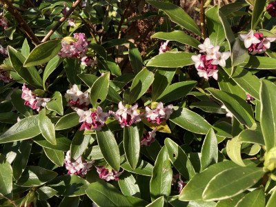 Daphne 'Aureomarginata'.jpg