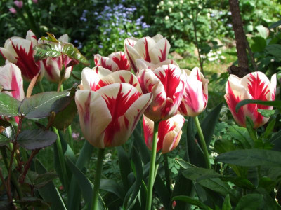 Tulpen geflammt.jpg