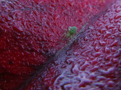 Photinia-Okt-1.jpg