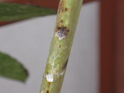 Rosa_gef_Staengel.jpg