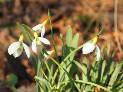 Galanthus gracilis oder was P2130098.JPG