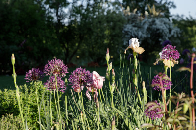 Blüte - Iris, Chateau d'Auvers sur Oise, Iris, Kugellauch, Tulpe @.jpg
