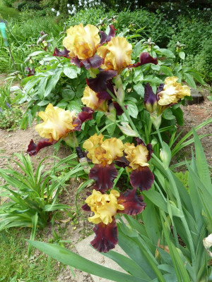 Iris barb. elat. 'La Vigilante'_P1040151.JPG