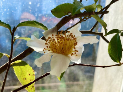 C. yunnanensis  feb22.jpg