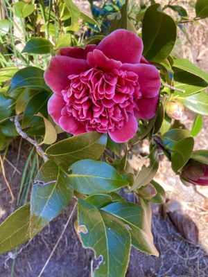 Volunteer Blüte feb22.jpg