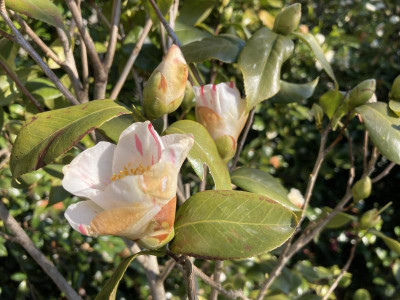 Aki no yama feb22.jpg