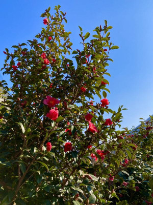 Tsubaki cinése  feb22.jpg