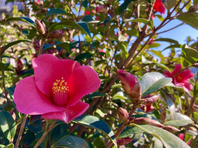 Tsubaki cinése Blüte feb22.jpg