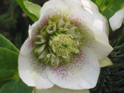 Anemone_Koeln_.jpg