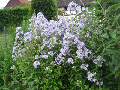 Campanula lact. 'Pritchard's Variety_5595.JPG