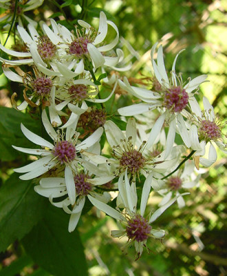 aster_divaricatus_04.jpg