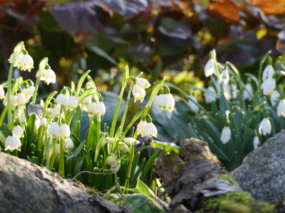 2022-02-13 Leucojum vernum 1.jpg