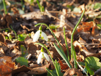 Galanthus elwesii mini P2130100.JPG