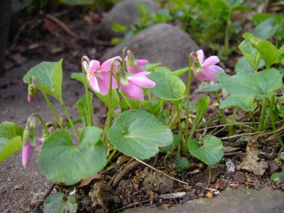 Viola odorata 'Red Charme'.JPG