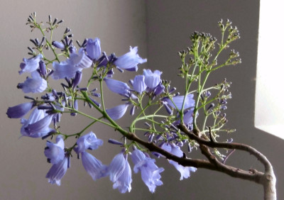 Jacaranda.JPG