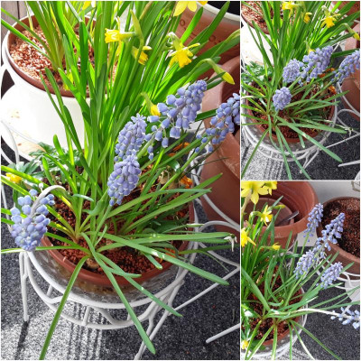 Muscari.jpg