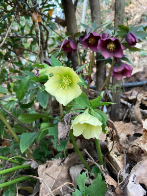 H. Goldene Madonna' + H. 'Red Lady'.jpg