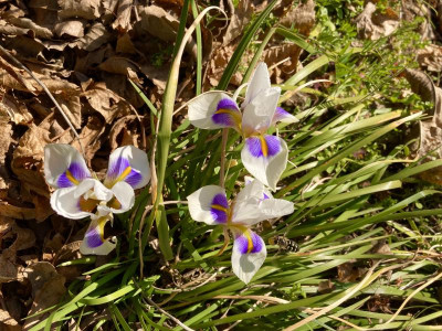 Iris unguicularis 'Peloponnese Snow'.jpg