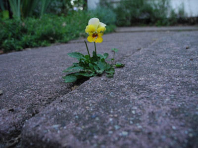 Stiefmütterchen Südgarten 2018-07-04.JPG
