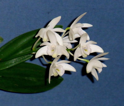 Dendrobium kingianum_RIMG1785.JPG
