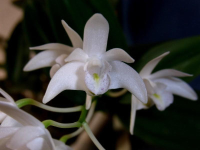 Dendrobium kingianum_RIMG1789.JPG