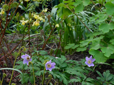 nemorosa 'Hannah Gubbay' 2021-05-01.JPG