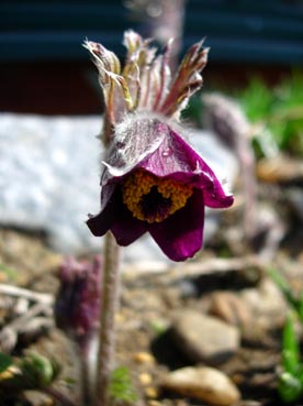 Pulsatilla_nigicans.jpg