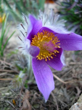 Pulsatilla_styriaca.jpg