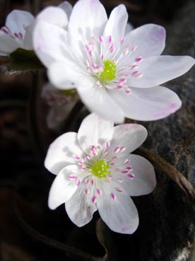 Hepatica_hellrosa.jpg
