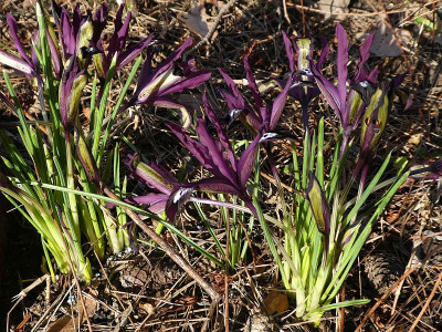 iris reticulata 'Pauline' 220214.jpg