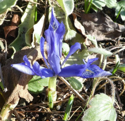 iris reticulata blau.jpg
