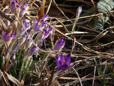 Crocus heuffelianus 220213.jpg