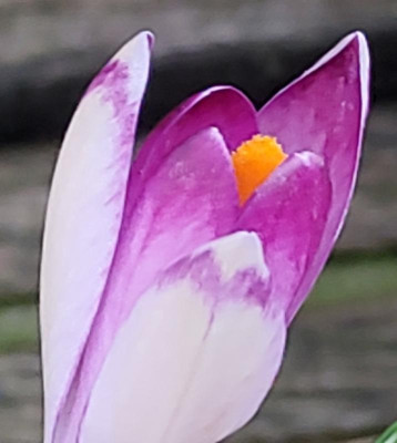 rosa Pictus.jpg