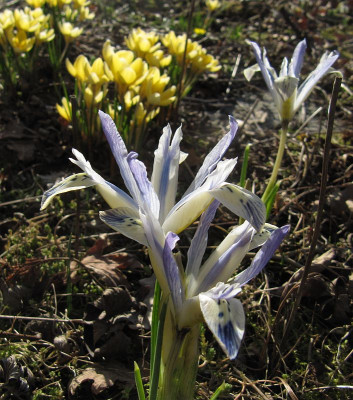 IMG_5463_Painted_Lady_14Febr2022_.jpg