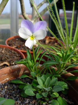 Viola_cheirantifolia_blute.jpg