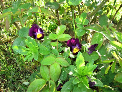stieflaneii (2).JPG