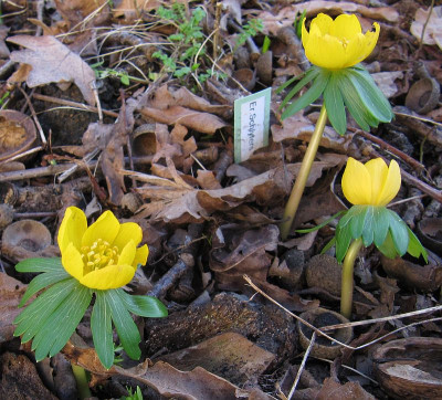 IMG_5521_Schlueters_Orange_14Febr2022_.jpg