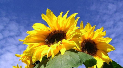 Herbst_Sonnenblume.jpg