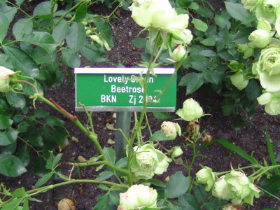 Forst_rosen 020.JPG