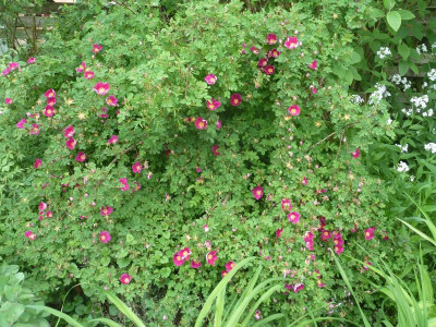Rosa 'Single Red Scotch'_P1040095.JPG