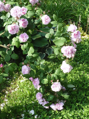 Rosa 'Fantin Latour'_P1040323.JPG