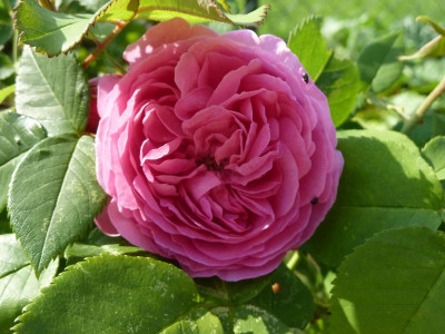 Rosa 'Louise Odier'_P1040320.JPG