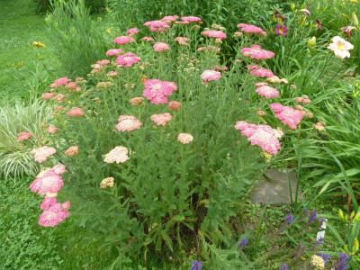 Achillea millefolium 'Chamois'_P1040656.JPG