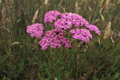 schafgarberosa12 (2).JPG