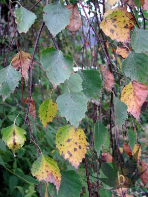 betula_pendula_blatt_pilze.jpg