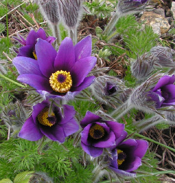 Pulsatilla_halleri_taurica_120.jpg